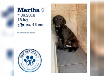 Labrador Mischling MARTHA (3,5 Jahre) sucht ein Für Immer Zuhause!