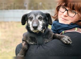 Rosi, schüchternes, ruhiges Hundemädchen wünscht sich erstes richtiges Zuhause im Leben