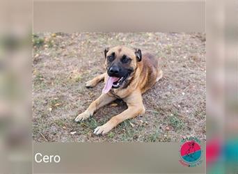 Cero – Sportlicher Hund sucht seinen Zweibeiner fürs Leben!