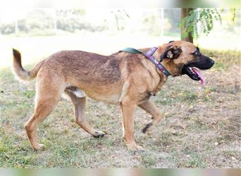 Cero – Sportlicher Hund sucht seinen Zweibeiner fürs Leben!