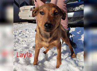 LAYLA ❤ sucht dringend ihr Für-Immer-Zuhause