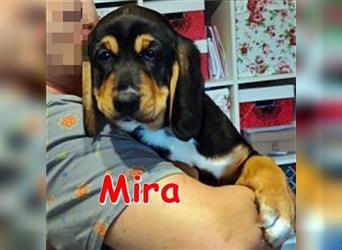 MIRA ❤ sucht ihr Für-Immer-Zuhause (derzeit in Waldkappel)