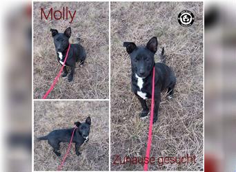 Kleine Molly sucht Familie mit warmen Körbchen