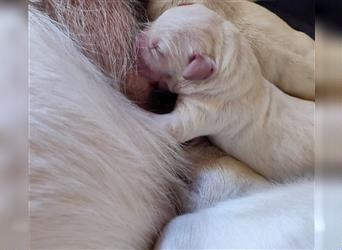 Labrador Welpen in Weiß aus Top Verpaarung mit Papieren