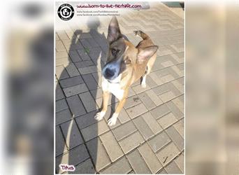 Bildhübscher Hundejunge Titus sucht ein liebes Zuhause