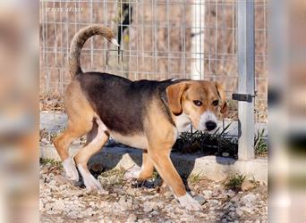 Durcas, ein Beagle-Mix im Großformat, kam verletzt ins Tierheim !