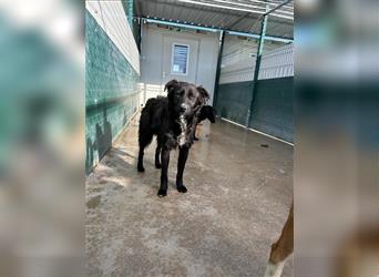 Freundlicher, kroatischer Schäferhund Mischling Kokolo sucht seine Menschen
