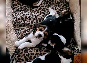 Super wunderhübsche Beagle welpen