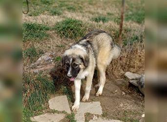 Darla- griechischer Schäferhund-Mischling