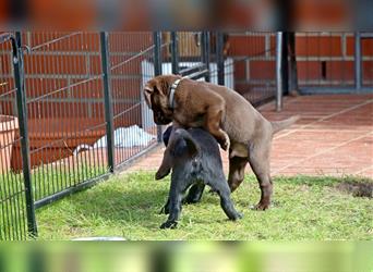 Labrador Welpen aus Topp-Verpaarung