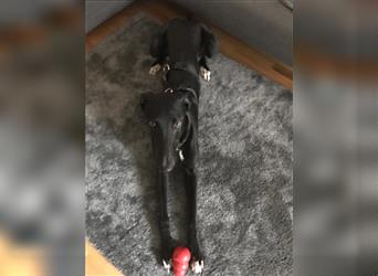 Malibu - sehr außergewöhnlicher Hund wartet in München