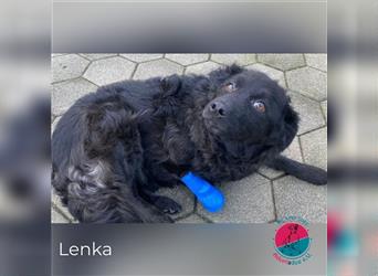 Lenka – Nur 3/4 Beinen aber 10/10 ein gutes Mädchen!