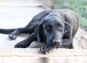 Gloria, geb. ca. 02/2022, lebt in GRIECHENLAND, auf einem Gelände, auf dem die Hunde notdürftig vers
