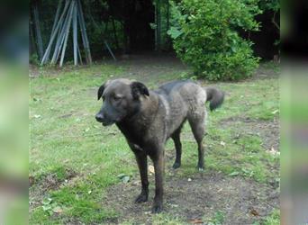 Labrador-Mix, 4 Jahre, SH 55cm, 25kg, freundlich, sozialverträglich, verspielt, verschmust