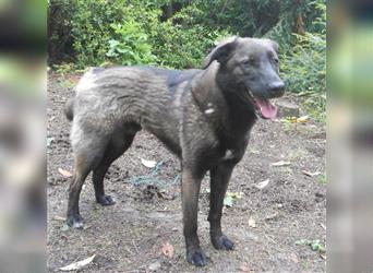 Labrador-Mix, 4 Jahre, SH 55cm, 25kg, freundlich, sozialverträglich, verspielt, verschmust