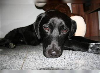 Mogli - toller, kinderlieber Familienhund sucht neue Familie!
