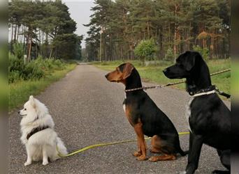 Mogli - toller, kinderlieber Familienhund sucht neue Familie!
