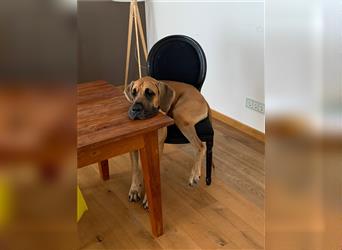 Deutsche Dogge sucht ein neues Zuhause