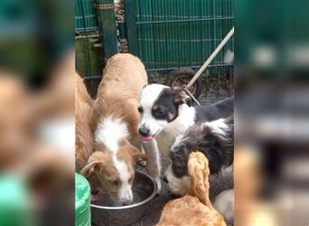 Lassie - Reizender Colli-Mix Welpe sucht ein liebevolles Zuhause