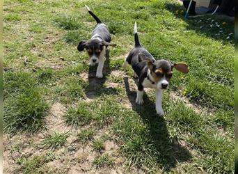 Noch 3 süße reinrassige Beagle - Welpen