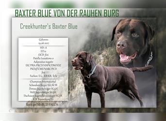Labrador Deckrüde Baxter Blue mit Champion Auszeichnung