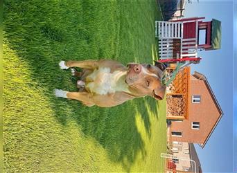 Staffordshire Terrier/Boxer Mix Welpen \" Tricolor Träger\"