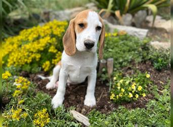 Beagle Welpen