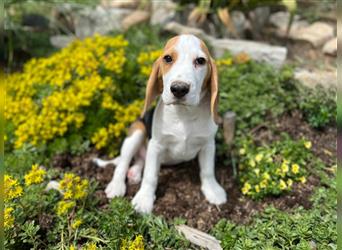 Beagle Welpen