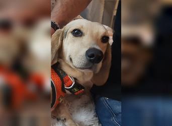 Beagle mix Hündin GLORIA 1,5 Jahr alt,bleibt alleine (RESERVIERT)