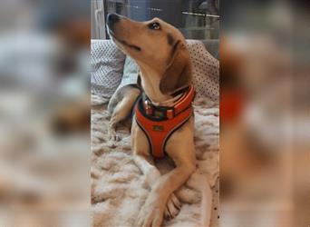 Beagle mix Hündin GLORIA 1,5 Jahr alt,bleibt alleine (RESERVIERT)