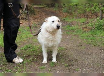 Henia, Terrier-Mix, geb. 2014, sensibles, anhängliches Hundemädchen sucht geduldige Familie