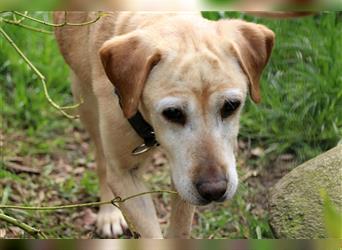 Sugar, Labrador, geb. 2011, Dauerpflegestelle für Diabetes-Hund gesucht