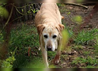 Sugar, Labrador, geb. 2011, Dauerpflegestelle für Diabetes-Hund gesucht