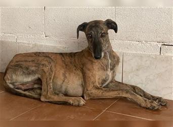 „Sky“, männlich, kastriert, Galgo Espanol (Spanischer Windhund), geb. 02.09.16, ca. 63 cm