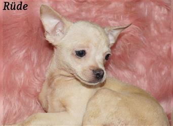 Zuckersüße Chihuahuawelpen mit vollen Ahnentafeln suchen neue Familien