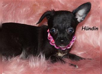 Zuckersüße Chihuahuawelpen mit vollen Ahnentafeln suchen neue Familien