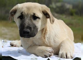 Tivi, geb. ca. 12/2021, lebt in GRIECHENLAND, auf einem Gelände, auf dem die Hunde notdürftig versor