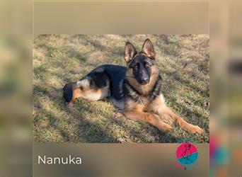 Nanuka – dieser Schäferhund-Mix hat Pfeffer im Hintern!