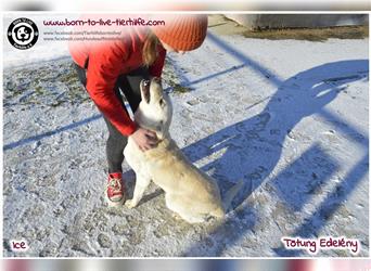 Ice - freundlicher Hundejunge sucht seine Familie