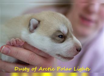 Siberian Husky Welpe - Dusty of Arctic Polar lights