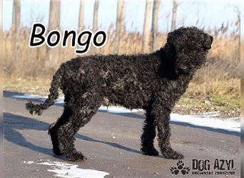 Füllen Sie gemeinsam mit Bongo die Seiten seines Lebens?