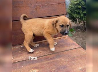 Toto, 3,5 Monate sucht seine Menschen