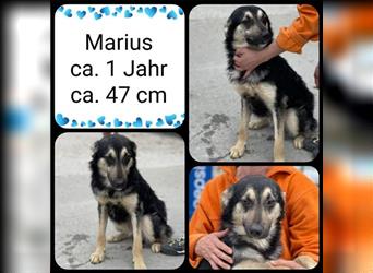 Marius, ca. 1 Jahr, kastriert, ca.47 cm