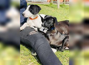 4 Labrador-Dalmatiner-Pointer Mixwelpen aus dem Tierschutz suchen noch ein Zuhause! ❤️