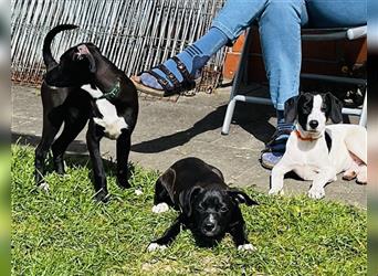 4 Labrador-Dalmatiner-Pointer Mixwelpen aus dem Tierschutz suchen noch ein Zuhause! ❤️