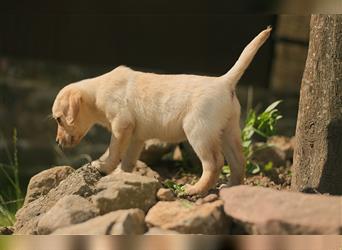 Labrador Welpen in gelb und foxred