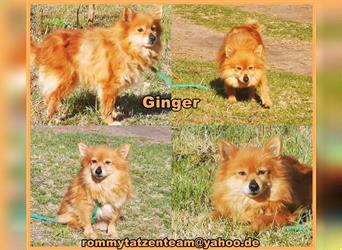 Ginger braucht viel Liebe und Verständnis
