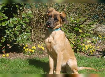 LOOLA - eine quirliges, junges Hundemädchen - Tierhilfe Franken e.V.