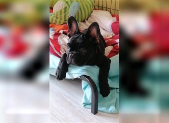 Herzchen auf vier Pfoten suchen liebevolle Familie , Franzsöscische Bulldogen Welpen