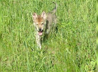 Wolfsschäferhunde (Sandros Leisha Dog)